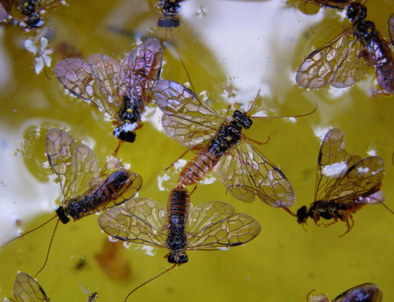 Dospělci ploskohřbetky na Mörickeho misce, Cikháj 2006.