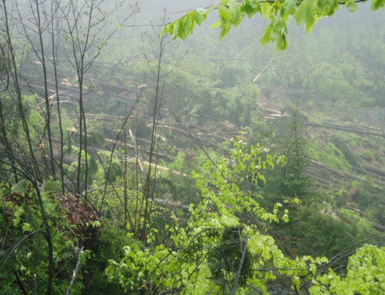 Sesuv půdy po přívalovém dešti, Girová 2010.