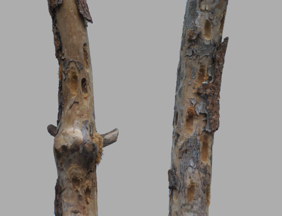 Požerek smoláka, sbírky ÚOLM.