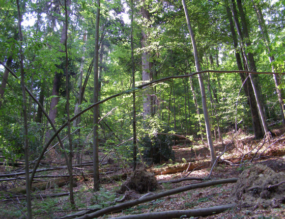 Poškození sněhem – zlomy a zohýbané stromy, NPR Razula 2006.