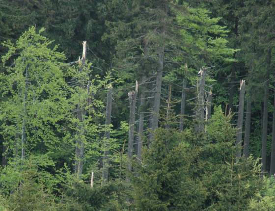 Kmenové zlomy, Orlické hory 2006.