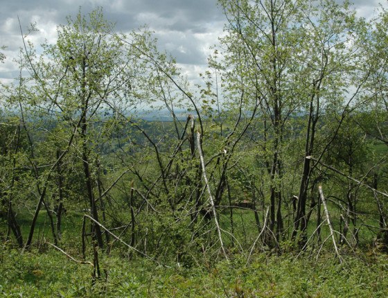 Rozlámaný břehový porost, Orlické hory 2006.