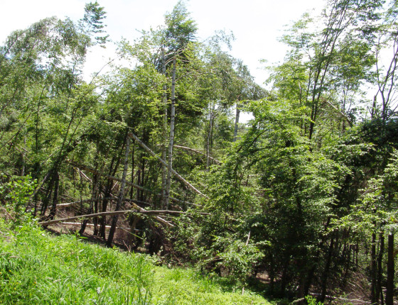 Rozlámaný porost buku a břízy, Ščurnica 2006.