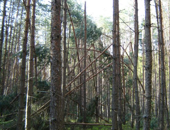 Polom v borové mlazině, Třeboňsko 2006.