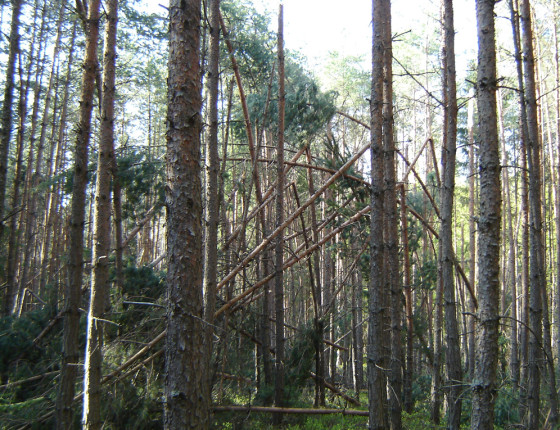 Polom v borové mlazině, Třeboňsko 2006.