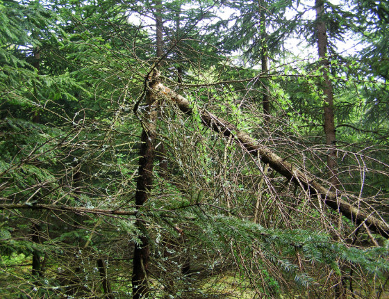 Zlom sněhem stromu poškozeného hnilobou pevníku krvavějícího, Českomoravská vrchovina 2008.