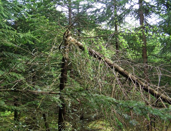 Zlom sněhem stromu poškozeného hnilobou pevníku krvavějícího, Českomoravská vrchovina 2008.
