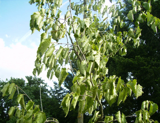 Vadnutí listů suchem, 2007.