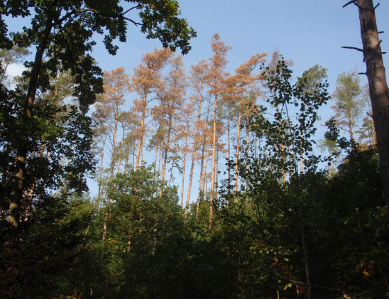 Borovice odumřelé suchem, Brněnsko 2008.