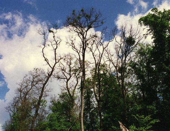 Prosychající porost, Pohansko 2003.