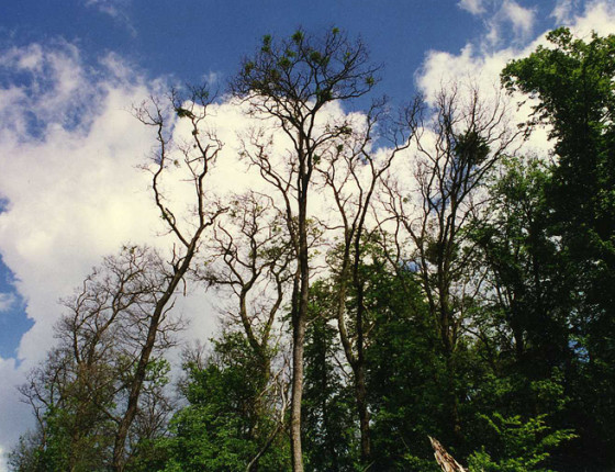 Prosychající porost, Pohansko 2003.