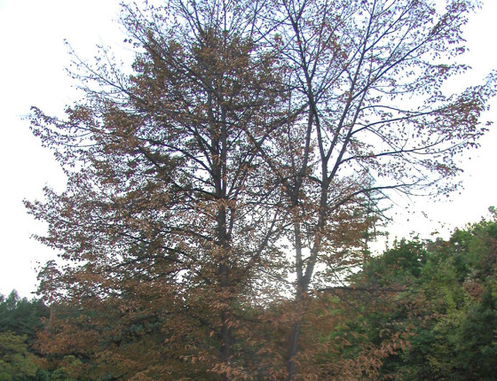 Prosychání korun, ŠLP Křtiny 2003.