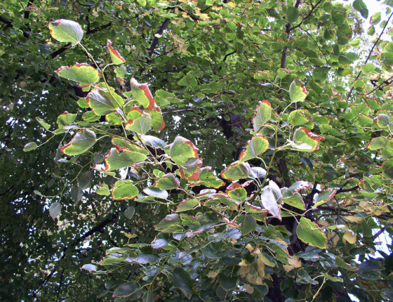 Symptomy na listech, Brno 2011.