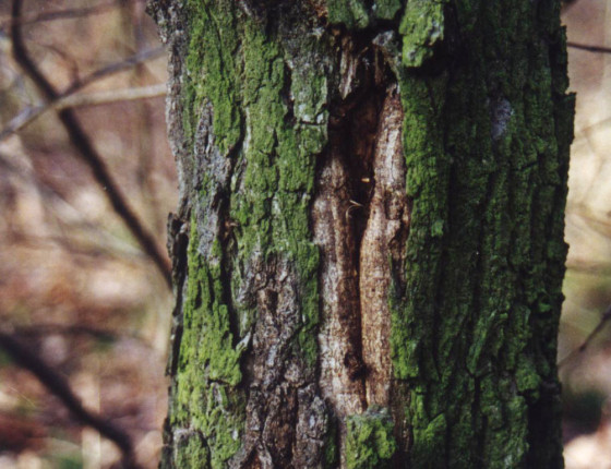 Prasklina suchem, Sentice 2005.