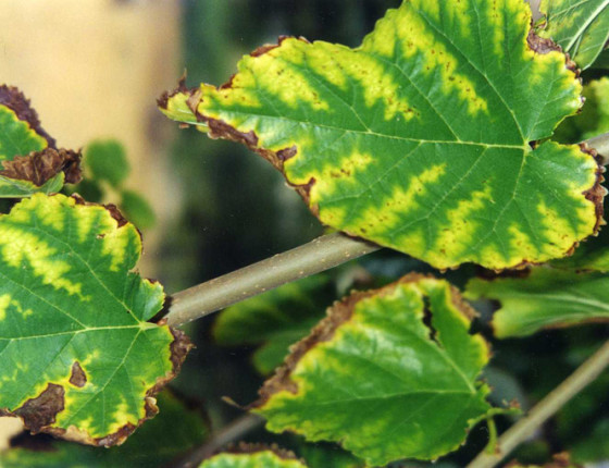 Symptomy na listech, Brno 2003.