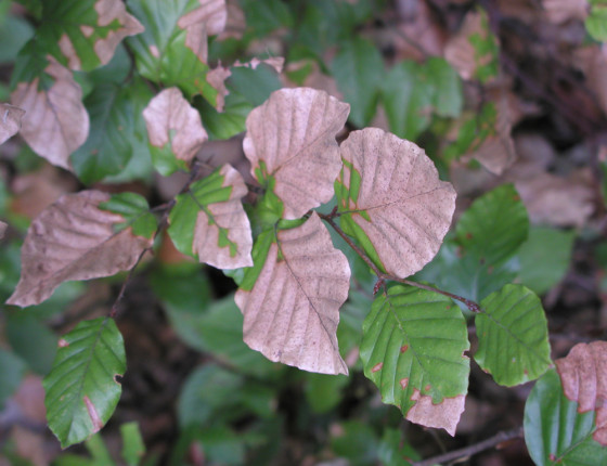 Symptomy na listech, Brno 2003.