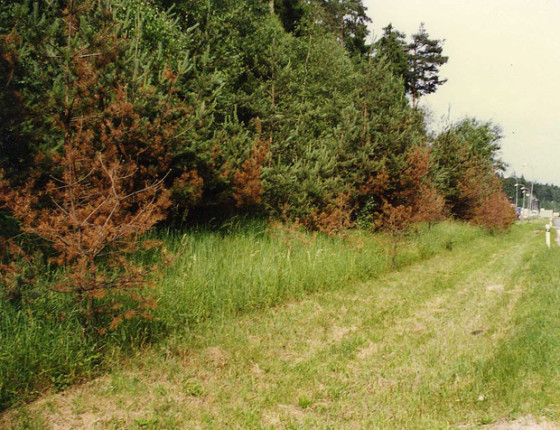 Poškození posypovou solí, dálnice Brno–Praha, 2002.