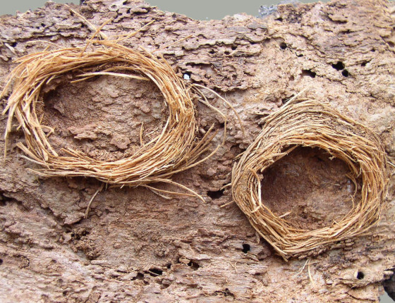 Požerek tesaříka korového, sbírky ÚOLM.