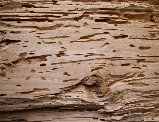 Požerek tesaříka krovového, sbírky ÚOLM.