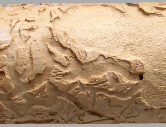 Požerek tesaříka polokrového, sbírky ÚOLM.