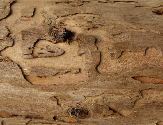 Požerek tesaříka smrkového, sbírky ÚOLM.