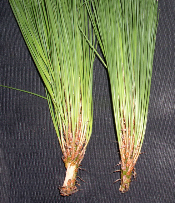 Tzv. odprysky veverky, ŠLP Křtiny, 2002.