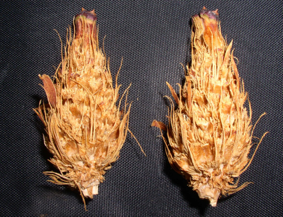 Požerek veverky (konzumace semen), ŠLP Křtiny, 2002.