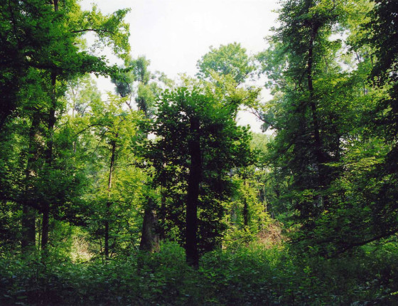 Zarůstání holiny po tornádu, Litovelské Pomoraví 2003.