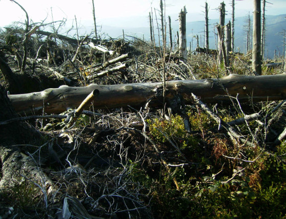 Holina po polomu, Beskydy 2006.