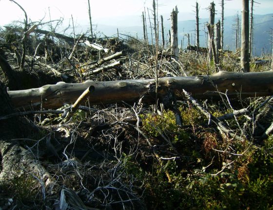 Holina po polomu, Beskydy 2006.