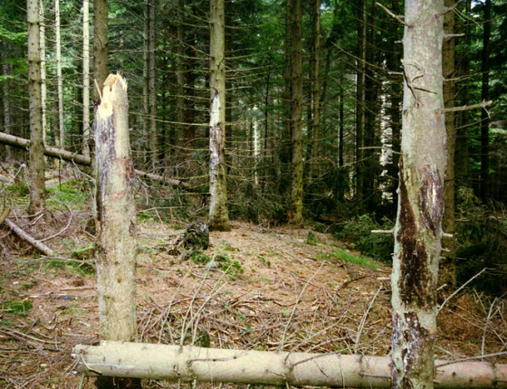 Zlomy v porostu sloupaném zvěří, Karlovice1997.