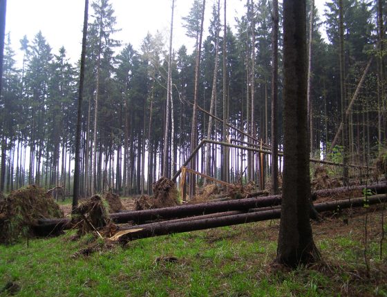 Větrem narušená porostní stěna, ŠLP Křtiny 2008.