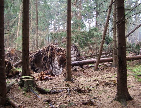 Porost s vývraty a zlomy, Českomoravská vrchovina 2007.