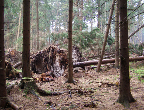 Porost s vývraty a zlomy, Českomoravská vrchovina 2007.