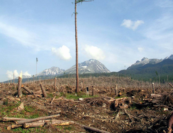 Holina po Tatranské bóře (2004), Vysoké Tatry 2006.