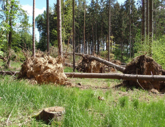 Vývraty v proředěném porostu, Českomoravská vrchovina 2011.