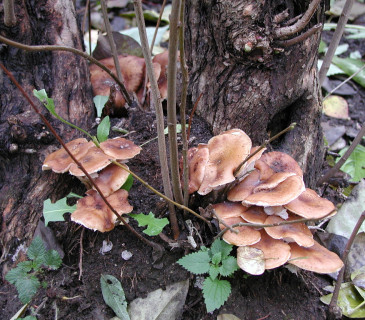 Václavka hlíznatá na bázi šeříku, Brno 2005.