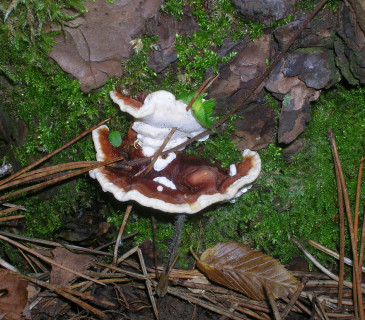 Plodnice na pařezu borovice, Valtice 2009.