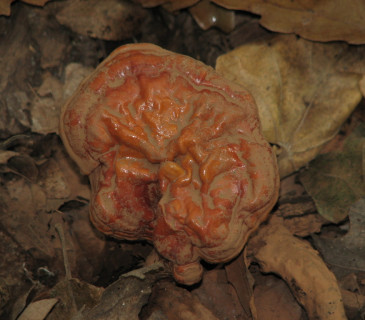 Plodnice, Valtice Rendezvous 2010.