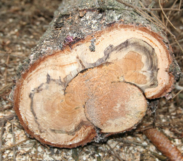 Hniloba na smrku, ŠLP ML Křtiny 2005.