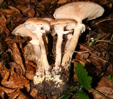 Václavka hlíznatá, ŠLP ML Křtiny 2008.