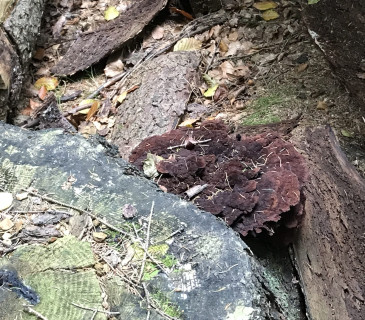 Plodnice na pařezu smrku, Křižánky 2021.