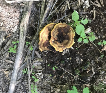 Mladá plodnice na hrabance, ŠLP ML Křtiny 2023.