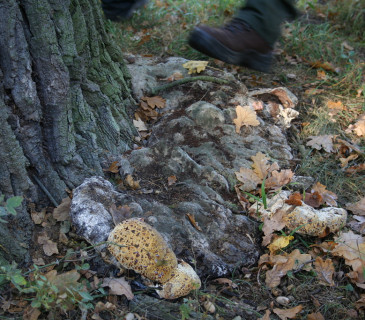 Stará plodnice, Lednice park 2008.