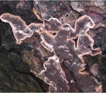 Plodnice na smrku, ŠLP ML Křtiny 2005.