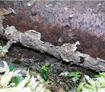 Plodnice na smrku, ŠLP ML Křtiny 2005.