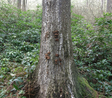 Plodnice na smrku, Arboretum Křtiny 2005.