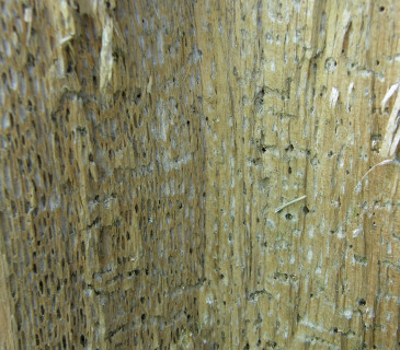 Voštinová hniloba ďubkatce, Arboretum Křtiny 2005.