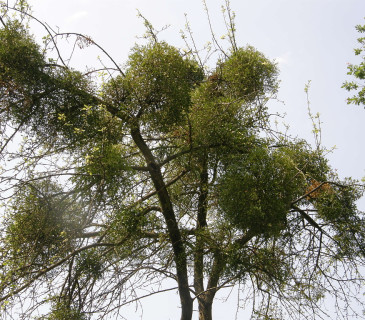 Jmelí na jabloni, Arboretum Řícmanice 2006.