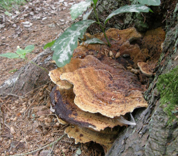 Plodnice na bázi smrku, Arboretum Řícmanice 2010.